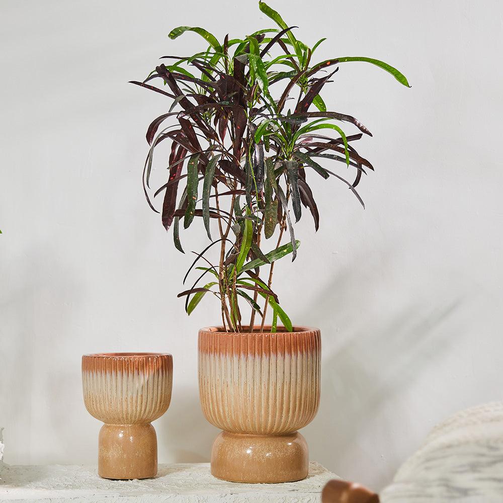Birch Haven & Cedar Glen Ceramic Pot - All Big Small