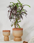 Birch Haven & Cedar Glen Ceramic Pot - Living Shapes