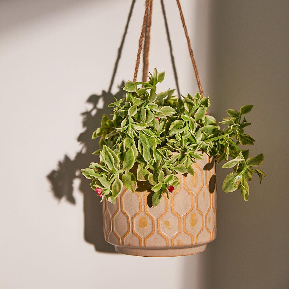 Avenue Allure Ceramic Hanging Pot - Living Shapes