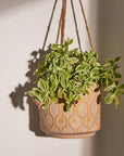 Avenue Allure Ceramic Hanging Pot - Living Shapes